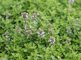 Mateřídouška citrónová 'Goldy' - Thymus citriodorus 'Goldy'