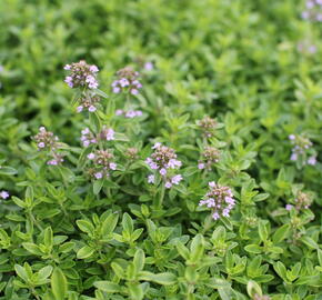 Mateřídouška citrónová 'Goldy' - Thymus citriodorus 'Goldy'