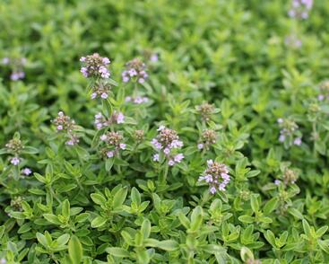 Mateřídouška citrónová 'Goldy'