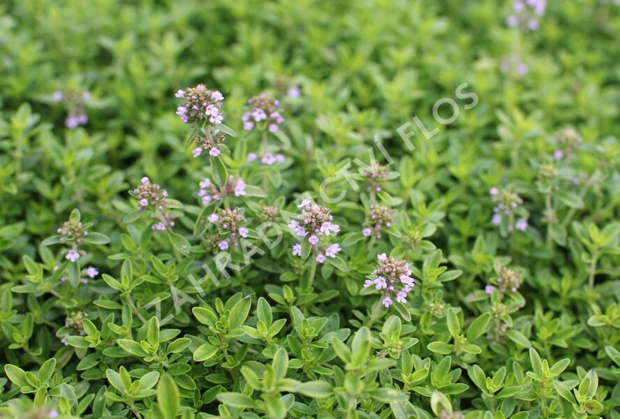 Mateřídouška citrónová 'Goldy' - Thymus citriodorus 'Goldy'