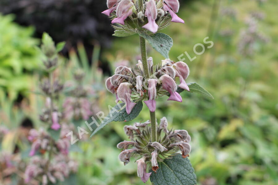 Sápa samoská - Phlomis samia