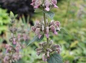 Sápa samoská - Phlomis samia