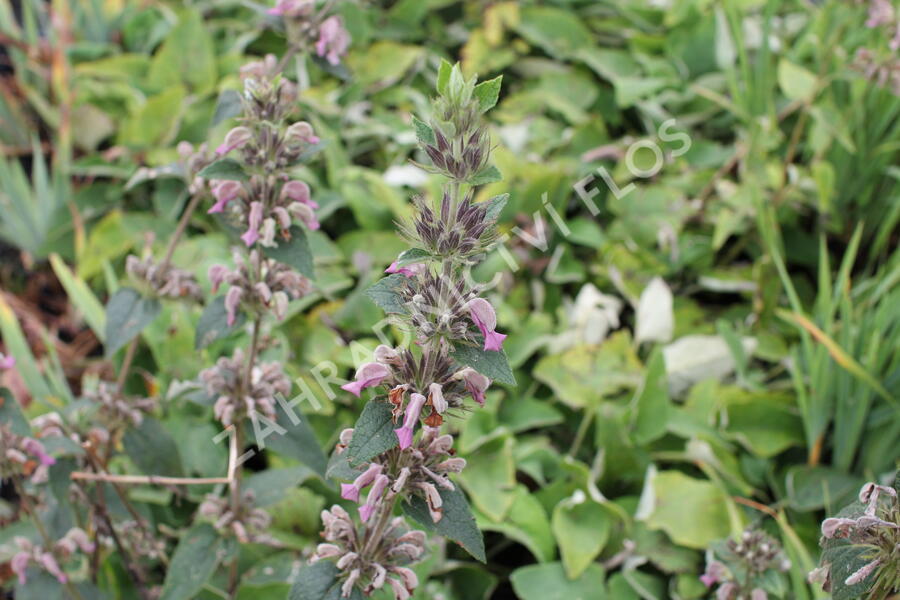 Sápa samoská - Phlomis samia