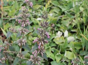 Sápa samoská - Phlomis samia