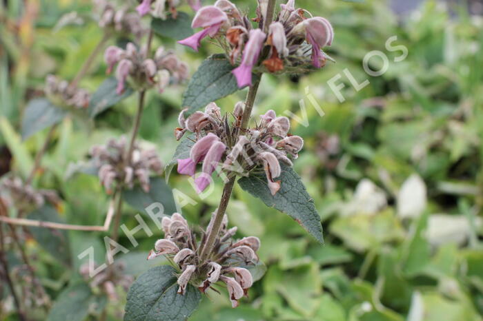 Sápa samoská - Phlomis samia