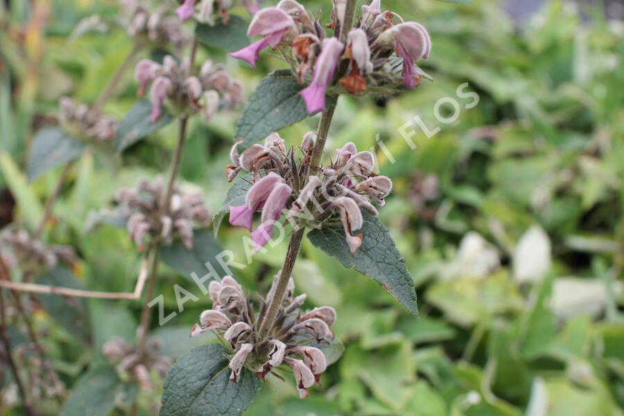 Sápa samoská - Phlomis samia