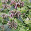 Sápa samoská - Phlomis samia