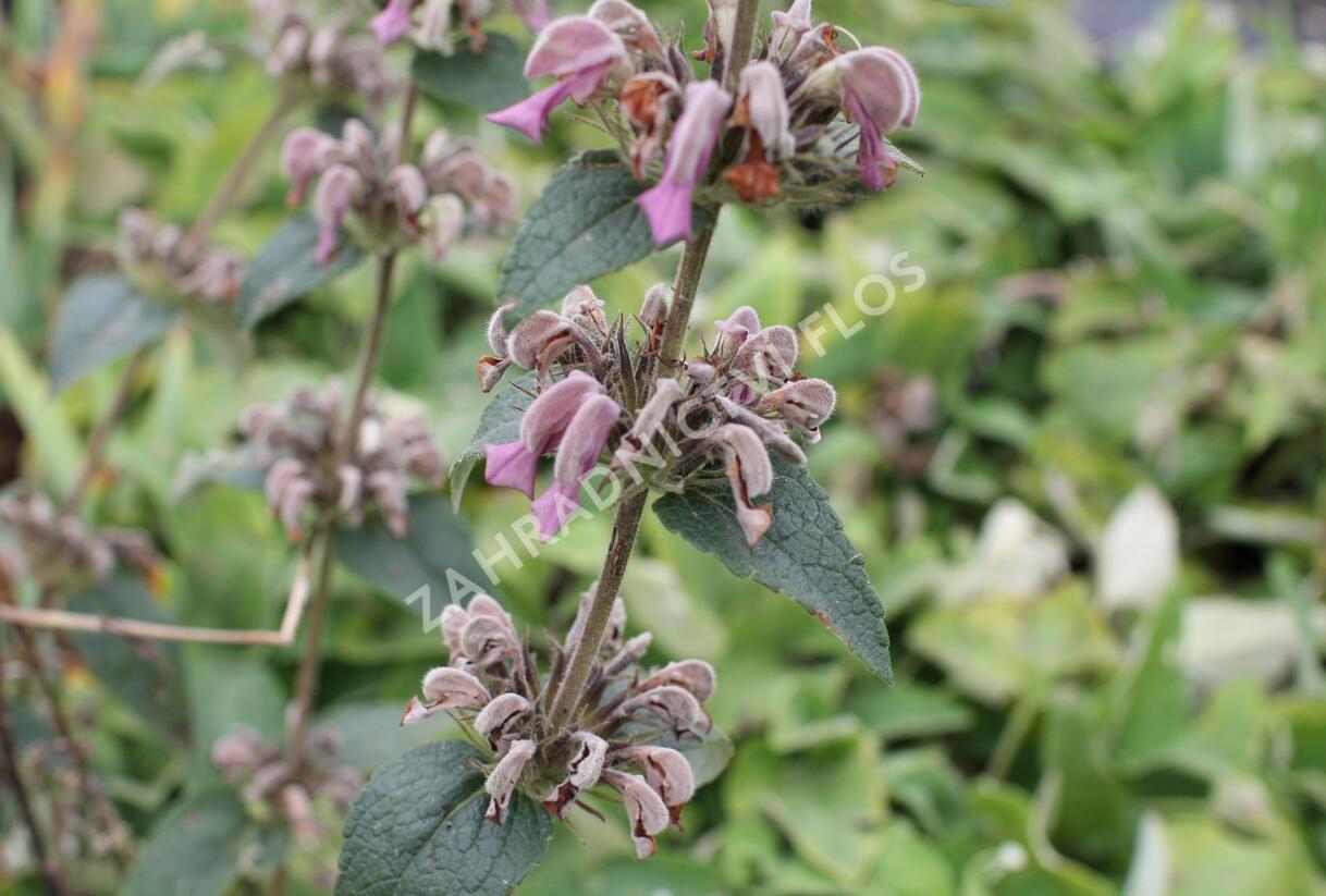 Sápa samoská - Phlomis samia