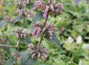 Sápa samoská - Phlomis samia