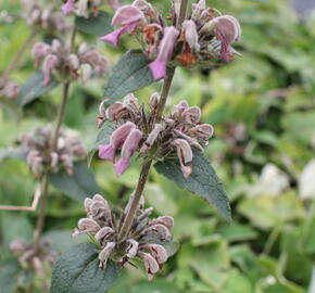 Sápa samoská - Phlomis samia