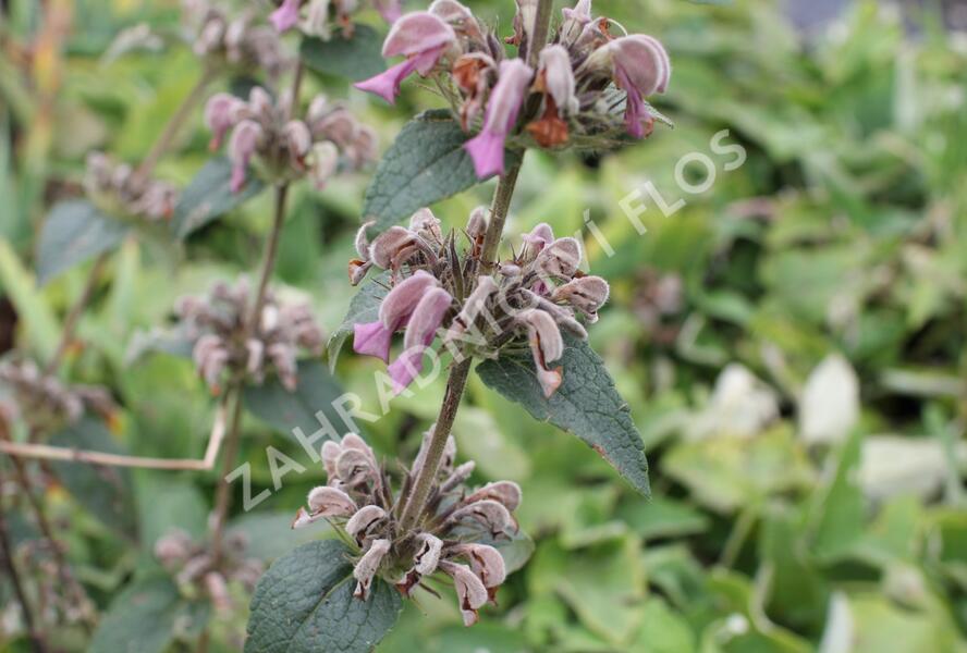 Sápa samoská - Phlomis samia