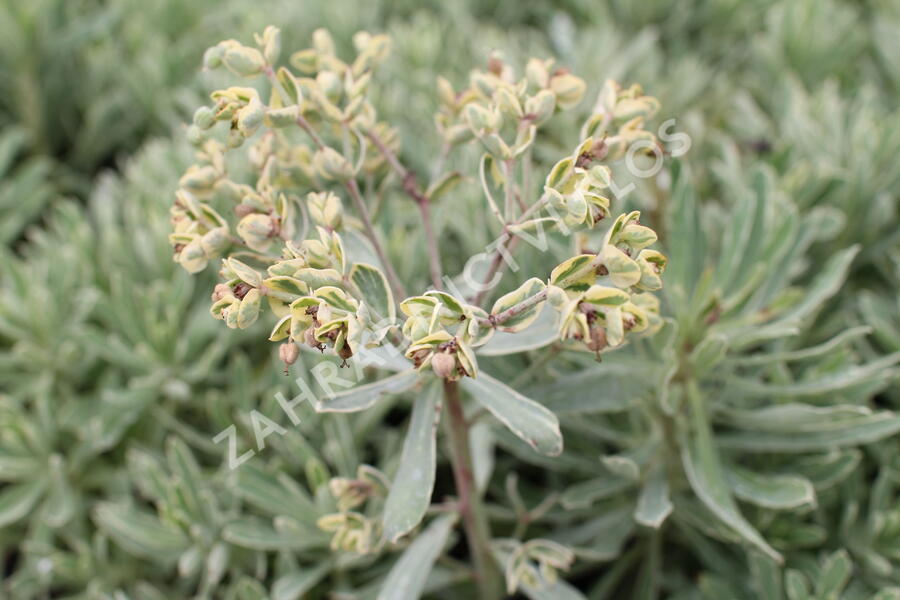 Pryšec hnědokvětý 'Silver Edge' - Euphorbia characias 'Silver Edge'