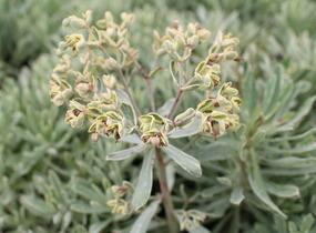 Pryšec hnědokvětý 'Silver Edge' - Euphorbia characias 'Silver Edge'