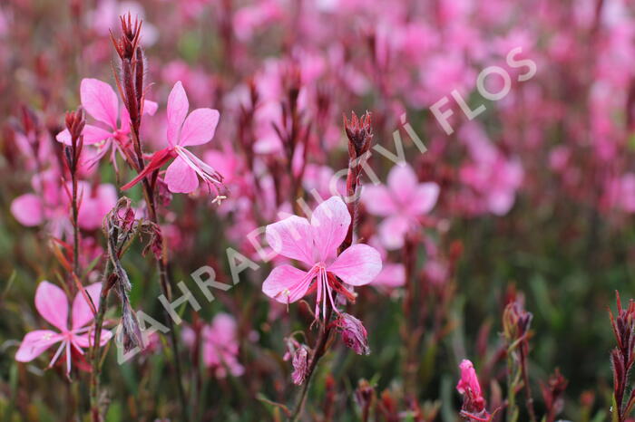 Svíčkovec 'Gambit Compact Pink' - Gaura lindheimeri 'Gambit Compact Pink'