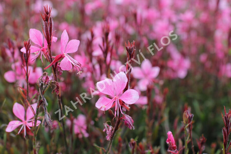 Svíčkovec 'Gambit Compact Pink' - Gaura lindheimeri 'Gambit Compact Pink'