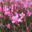 Svíčkovec 'Gambit Compact Pink' - Gaura lindheimeri 'Gambit Compact Pink'