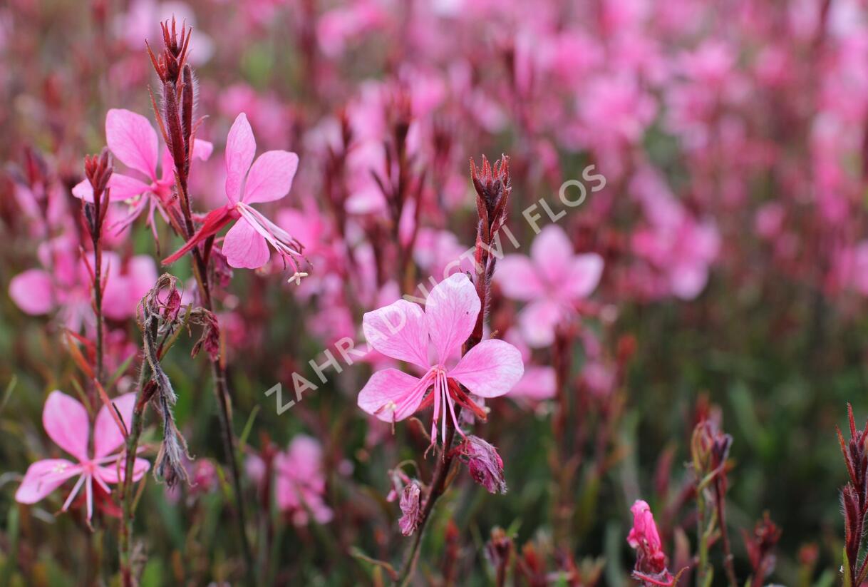 Svíčkovec 'Gambit Compact Pink' - Gaura lindheimeri 'Gambit Compact Pink'