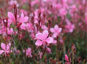 Svíčkovec 'Gambit Compact Pink' - Gaura lindheimeri 'Gambit Compact Pink'