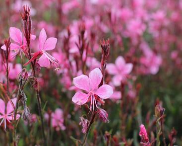 Svíčkovec 'Gambit Compact Pink'