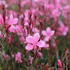 Gaura lindheimeri 'Gambit Compact Pink'.JPG