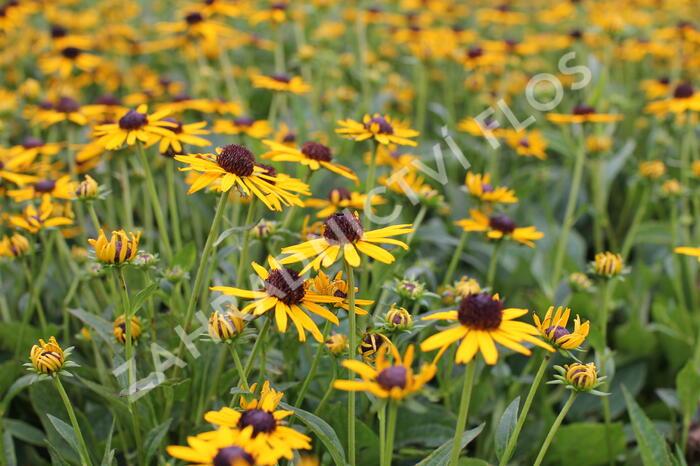 Třapatka zářivá 'Little Goldstar' - Rudbeckia fulgida 'Little Goldstar'