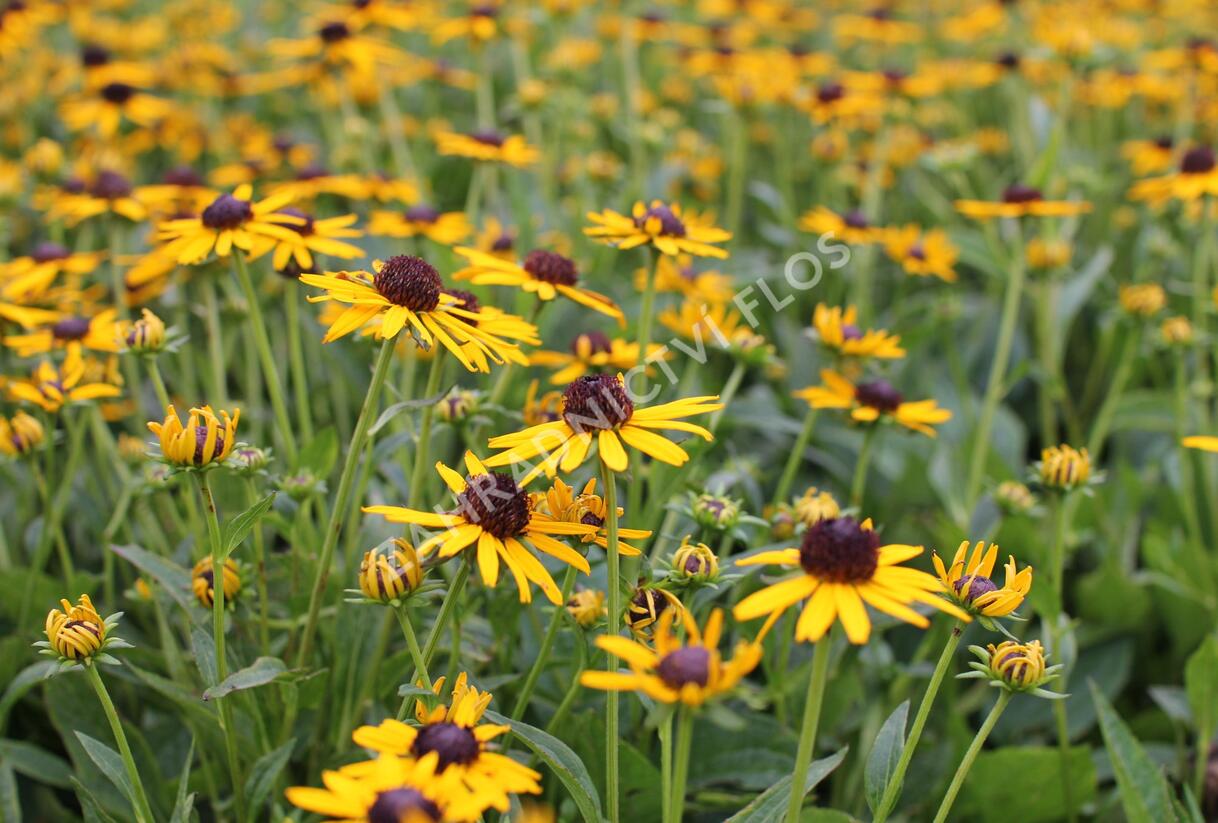 Třapatka zářivá 'Little Goldstar' - Rudbeckia fulgida 'Little Goldstar'