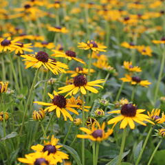 Třapatka zářivá 'Little Goldstar' - Rudbeckia fulgida 'Little Goldstar'