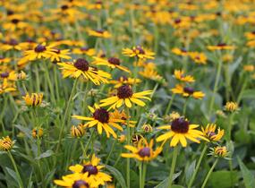 Třapatka zářivá 'Little Goldstar' - Rudbeckia fulgida 'Little Goldstar'
