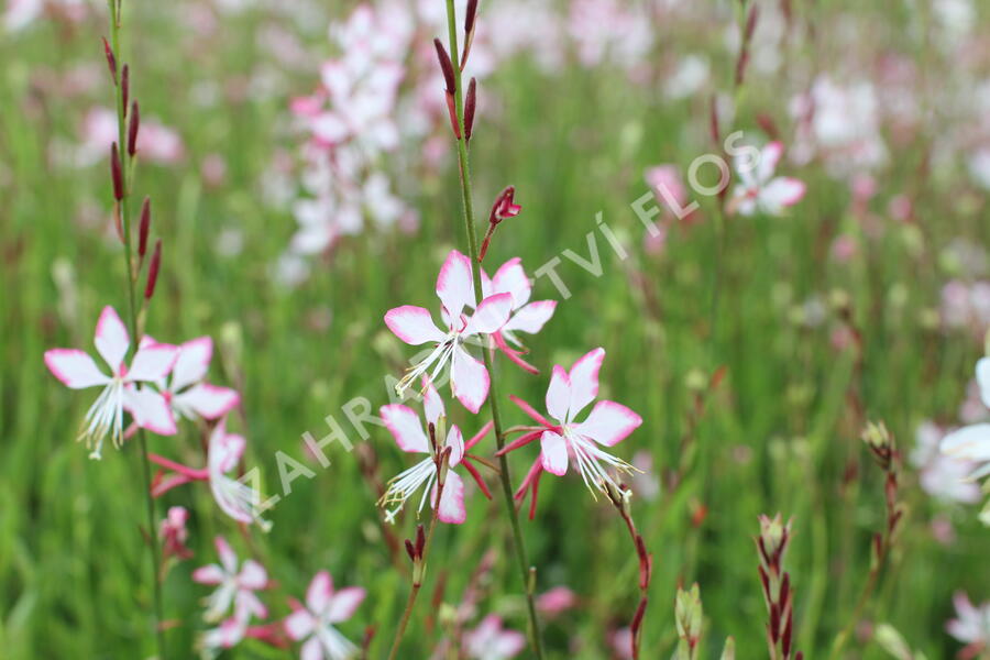 Svíčkovec 'Gambit Rose Bicolor' - Gaura lindheimeri 'Gambit Rose Bicolor'