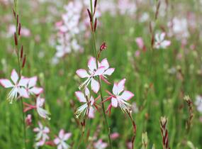 Svíčkovec 'Gambit Rose Bicolor' - Gaura lindheimeri 'Gambit Rose Bicolor'