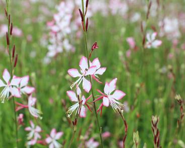 Svíčkovec 'Gambit Rose Bicolor'