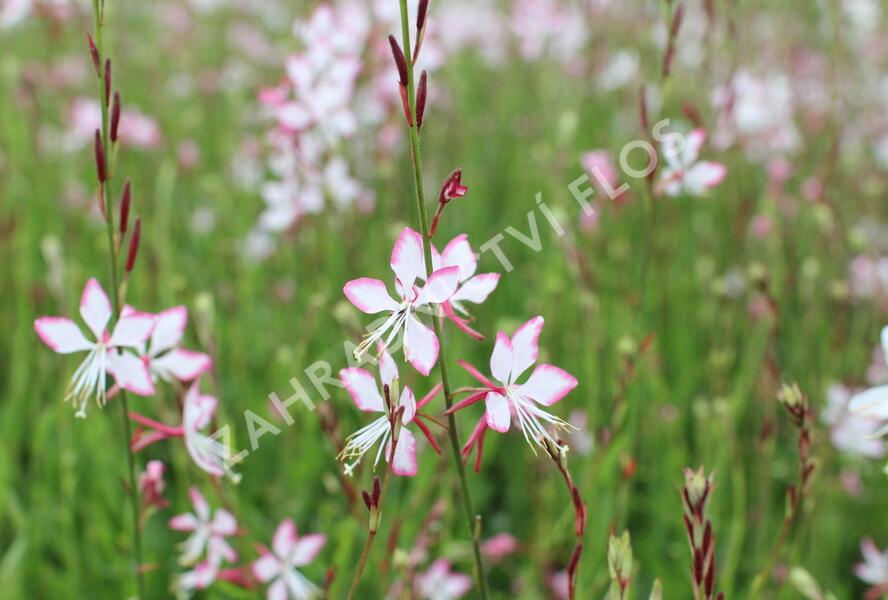 Svíčkovec 'Gambit Rose Bicolor' - Gaura lindheimeri 'Gambit Rose Bicolor'