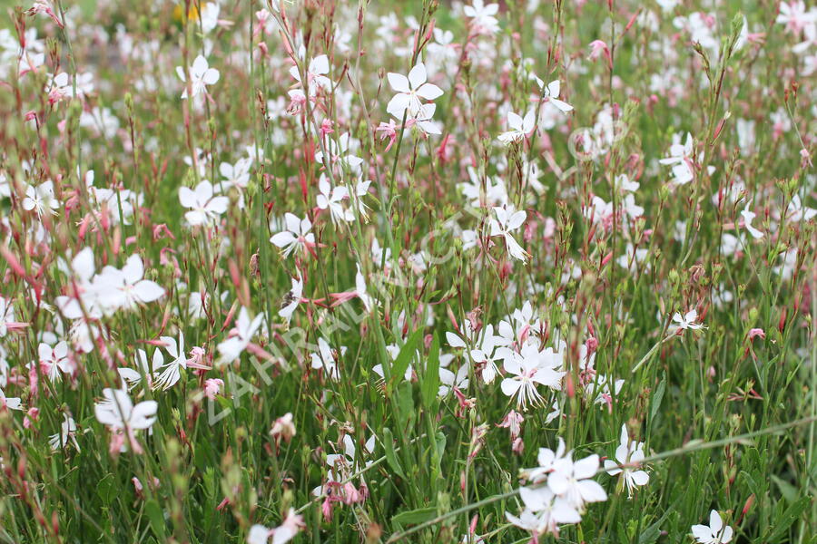 Svíčkovec 'Gambit Compact White' - Gaura lindheimeri 'Gambit Compact White'