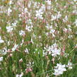 Svíčkovec 'Gambit Compact White' - Gaura lindheimeri 'Gambit Compact White'