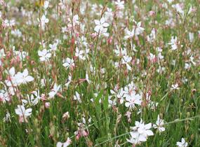Svíčkovec 'Gambit Compact White' - Gaura lindheimeri 'Gambit Compact White'