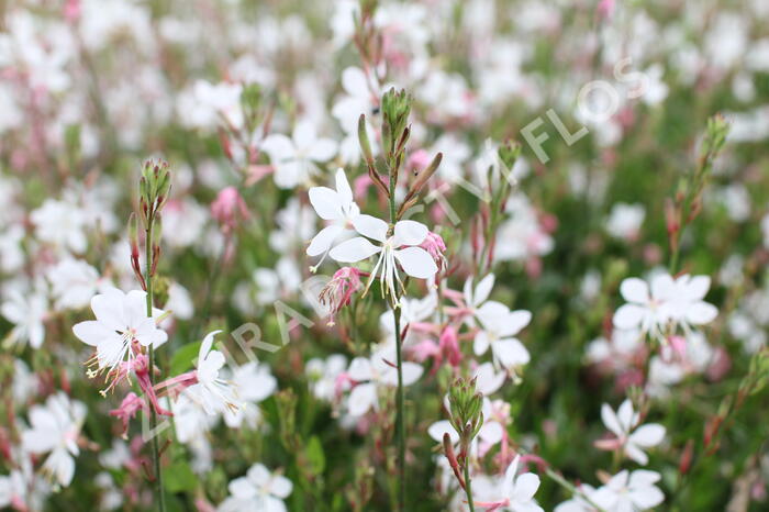 Svíčkovec 'Gambit Compact White' - Gaura lindheimeri 'Gambit Compact White'