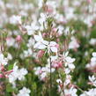 Svíčkovec 'Gambit Compact White' - Gaura lindheimeri 'Gambit Compact White'