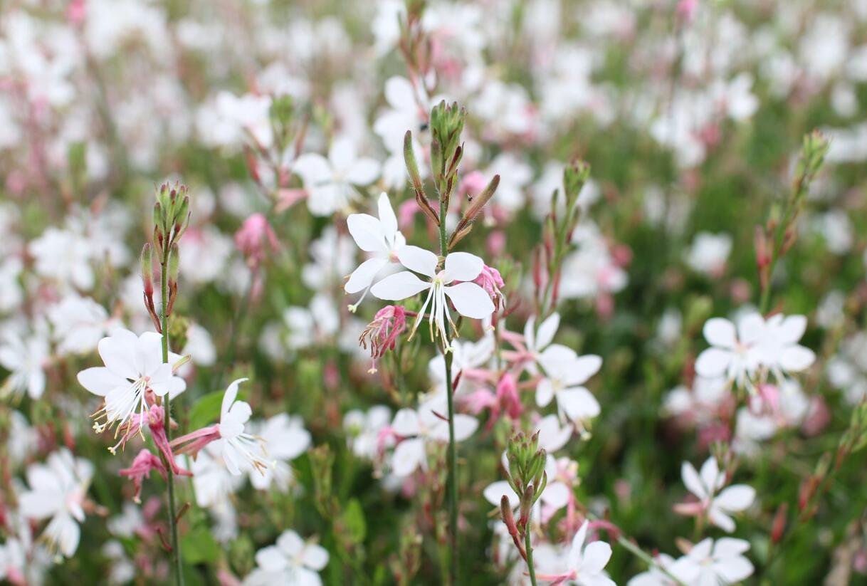 Svíčkovec 'Gambit Compact White' - Gaura lindheimeri 'Gambit Compact White'