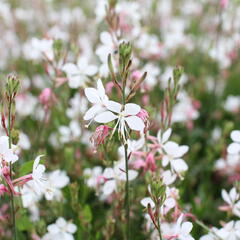 Svíčkovec 'Gambit Compact White' - Gaura lindheimeri 'Gambit Compact White'