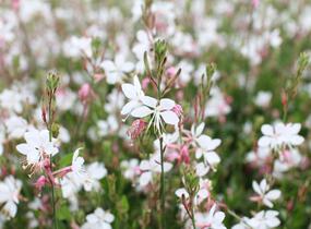 Svíčkovec 'Gambit Compact White' - Gaura lindheimeri 'Gambit Compact White'
