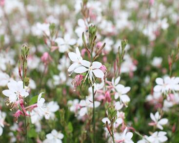 Svíčkovec 'Gambit Compact White'