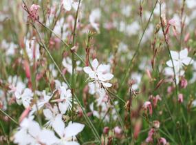 Svíčkovec 'Summer Breeze' - Gaura lindheimeri 'Summer Breeze'