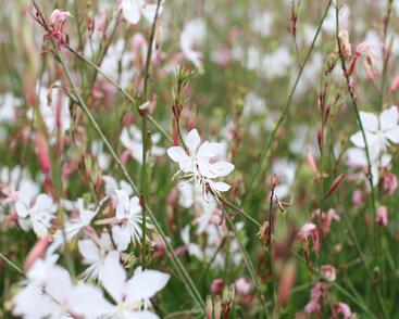 Svíčkovec 'Summer Breeze'