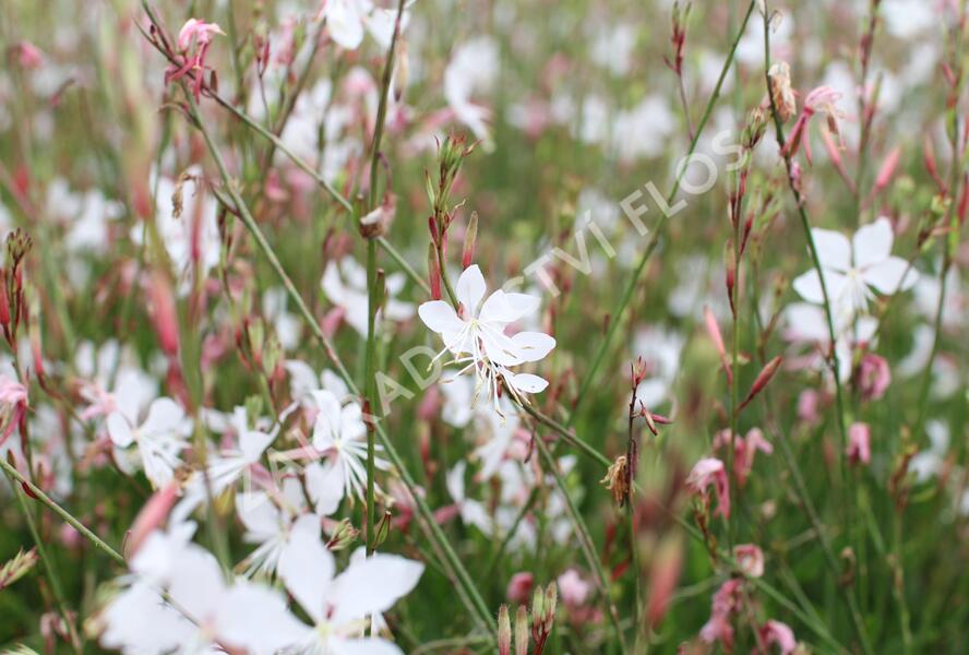 Svíčkovec 'Summer Breeze' - Gaura lindheimeri 'Summer Breeze'