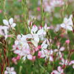 Svíčkovec 'Freefolk Rosy' - Gaura lindheimeri 'Freefolk Rosy'