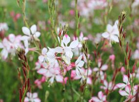 Svíčkovec 'Freefolk Rosy' - Gaura lindheimeri 'Freefolk Rosy'