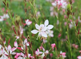 Svíčkovec 'Freefolk Rosy' - Gaura lindheimeri 'Freefolk Rosy'