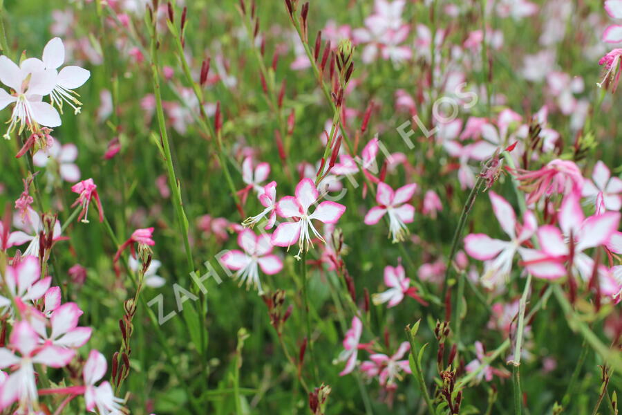 Svíčkovec 'Freefolk Rosy' - Gaura lindheimeri 'Freefolk Rosy'