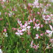 Svíčkovec 'Freefolk Rosy' - Gaura lindheimeri 'Freefolk Rosy'