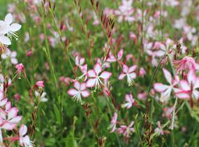 Svíčkovec 'Freefolk Rosy' - Gaura lindheimeri 'Freefolk Rosy'
